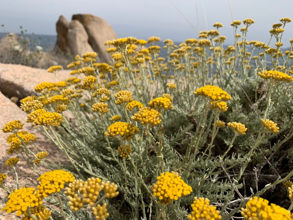 Outdoor behavioral healthcare services to youth and young adults